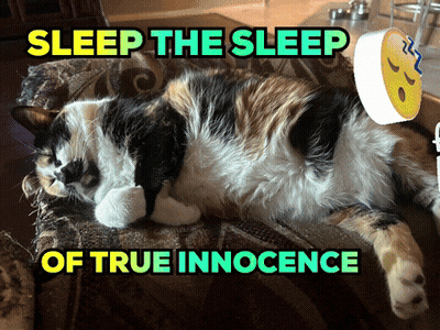 Person Brushing Black And White Cat GIF