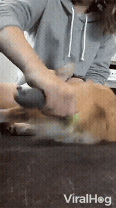 Person Brushing Dog With Brush On Table GIF