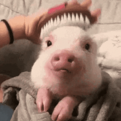 Person Brushing Pig's Hair On Bed GIF