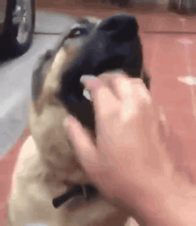 Person Cleaning Dog's Nose GIF