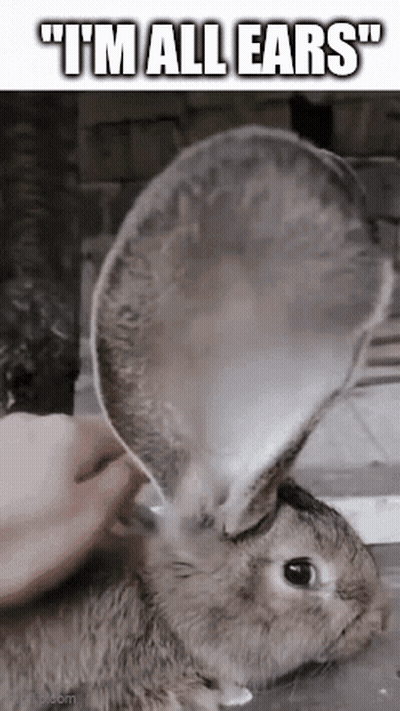 Person Cleaning Rabbit Ears With Spoon Rabbit Looking GIF