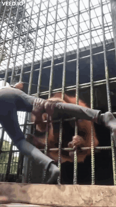 Person Climbing Cage Behind Tiger GIF