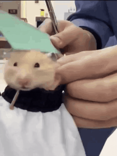Person Cutting Hamster's Hair With Scissors And Pen GIF