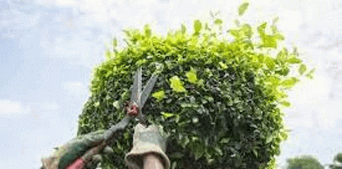 Person Cutting Hedge With Scissors GIF