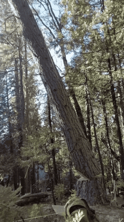 Person Cutting Tree In Woods GIF