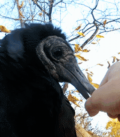 Person Feeding Bird With Long Beak GIF