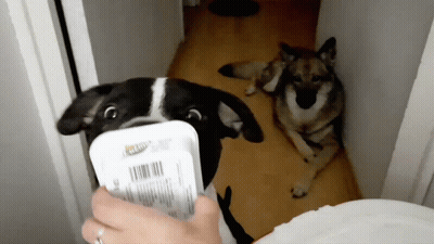 Person Feeding Black And White Dog Knorr Container GIF