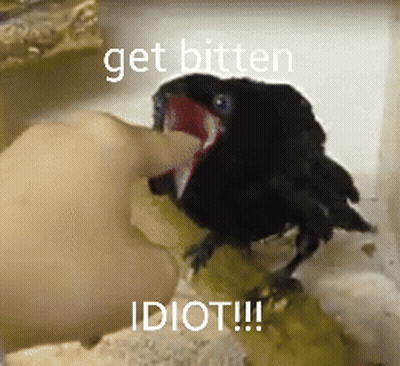 Person Feeding Black Bird Saying Get Bitten Idiot GIF