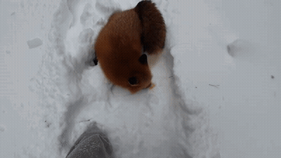 Person Feeding Fox In Snow GIF