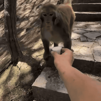 Person Feeding Monkey GIF