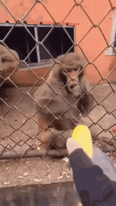 Person Feeding Monkey Through Fence With Yellow Object GIF