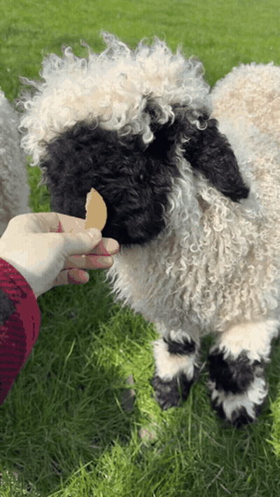Person Feeding Sheep Cheese GIF
