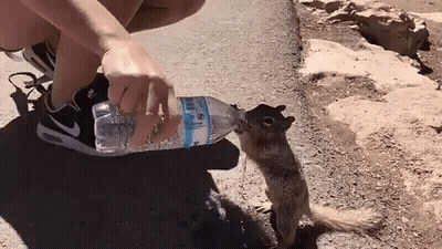 Person Feeding Squirrel Water From Bottle GIF
