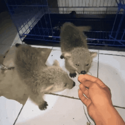 Person Feeding Two Baby Raccoons GIF