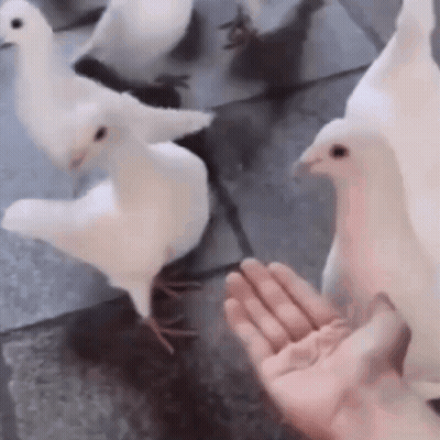 Person Feeding White Pigeons GIF