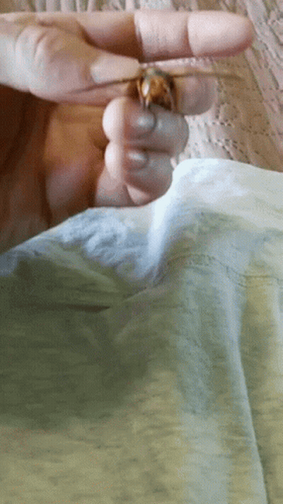 Person Holding A Ring GIF