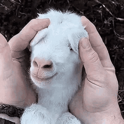Person Holding And Petting Baby Goat GIF