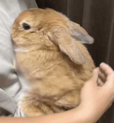 Person Holding And Petting Brown Rabbit GIF