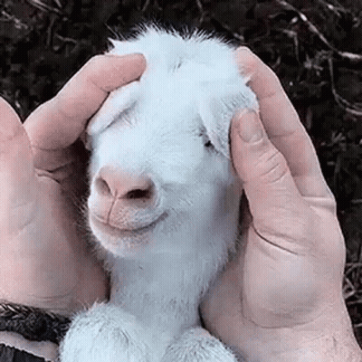 Person Holding And Petting Small White Goat GIF
