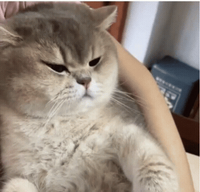 Person Holding Angry Cat Looking at Camera