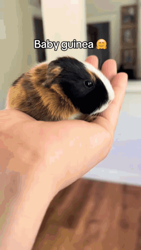 Person Holding Baby Guinea Saying Baby Guinea GIF
