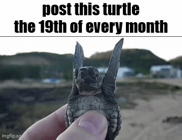 Person Holding Baby Sea Turtle With Wings GIF