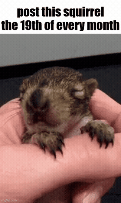 Person Holding Baby Squirrel With Post This Squirrel GIF