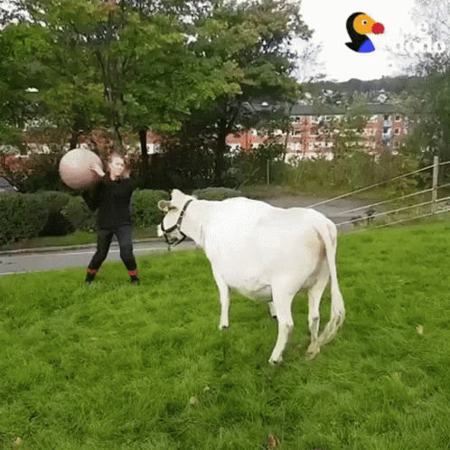 Person Holding Ball Next To Cow GIF