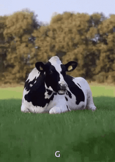 Person Holding Ball Next To Cow GIF