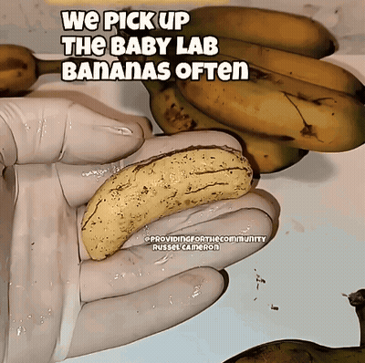 Person Holding Banana We Pick Up Baby Lab Bananas GIF