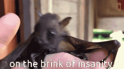 Person Holding Bat On The Brink Of Insanity GIF