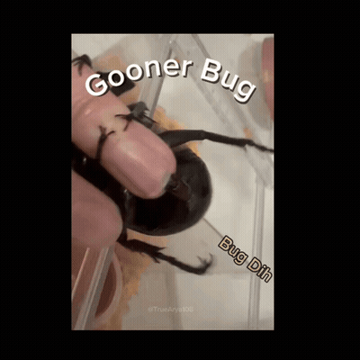 Person Holding Beetle Saying Cooner Bug GIF
