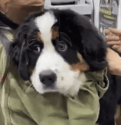 Person Holding Black And White Dog GIF