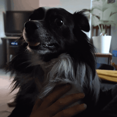 Person Holding Black And White Dog GIF