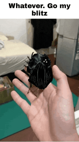 Person Holding Black Bug Whatever Go My Blitz GIF