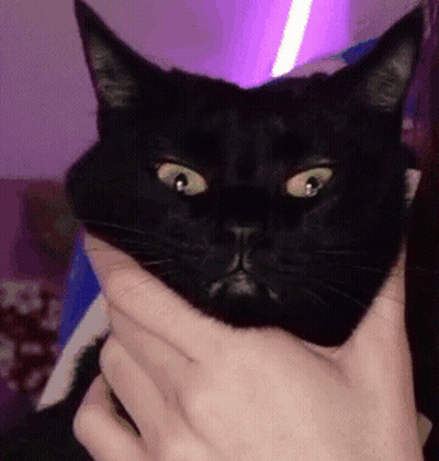 Person Holding Black Cat GIF