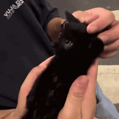Person Holding Black Cat With Vuja Shirt GIF