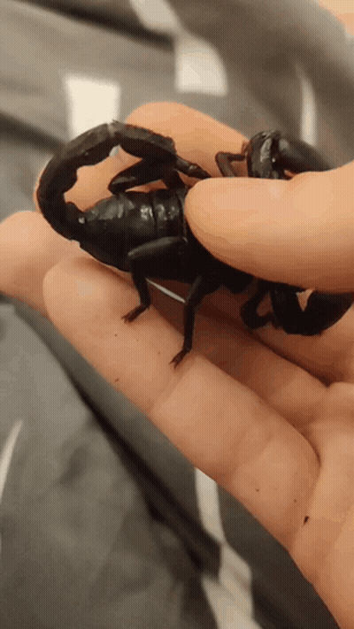Person Holding Black Scorpion GIF