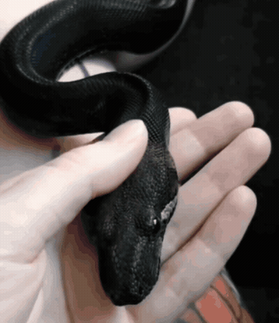 Person Holding Black Snake GIF
