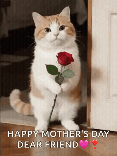 Person Holding Blanket Saying E Day Roi Ne GIF