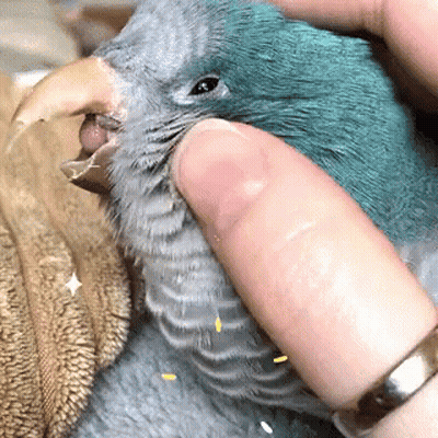 Person Holding Blue Bird With Beak Open GIF