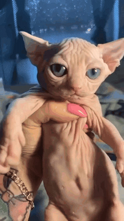 Person Holding Blue-Eyed Hairless Cat With Tattoo GIF