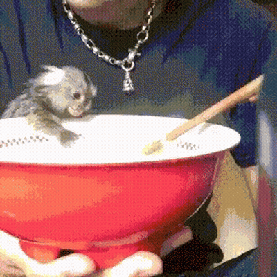 Person Holding Bowl Of Food With Kitten On Top GIF