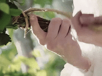 Person Holding Branch GIF