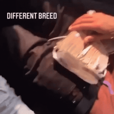 Person Holding Cake Saying Different Breed GIF