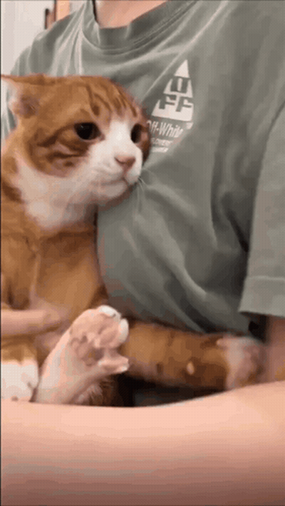 Person Holding Cat In Green Off White Shirt GIF