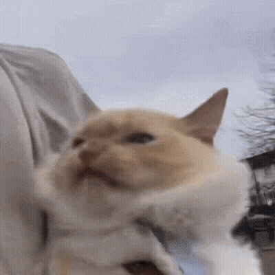 Person Holding Cat Looking At Camera GIF