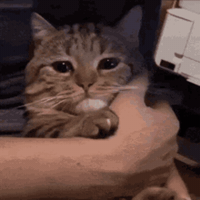 Person Holding Cat
