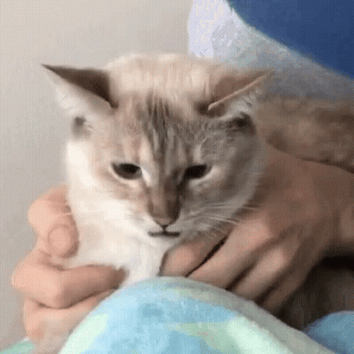 Person Holding Cat On Bed GIF