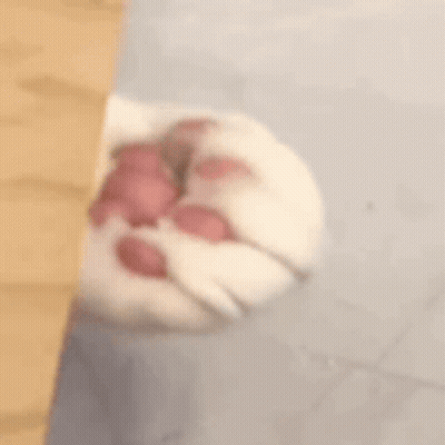 Person Holding Cat's Paw GIF